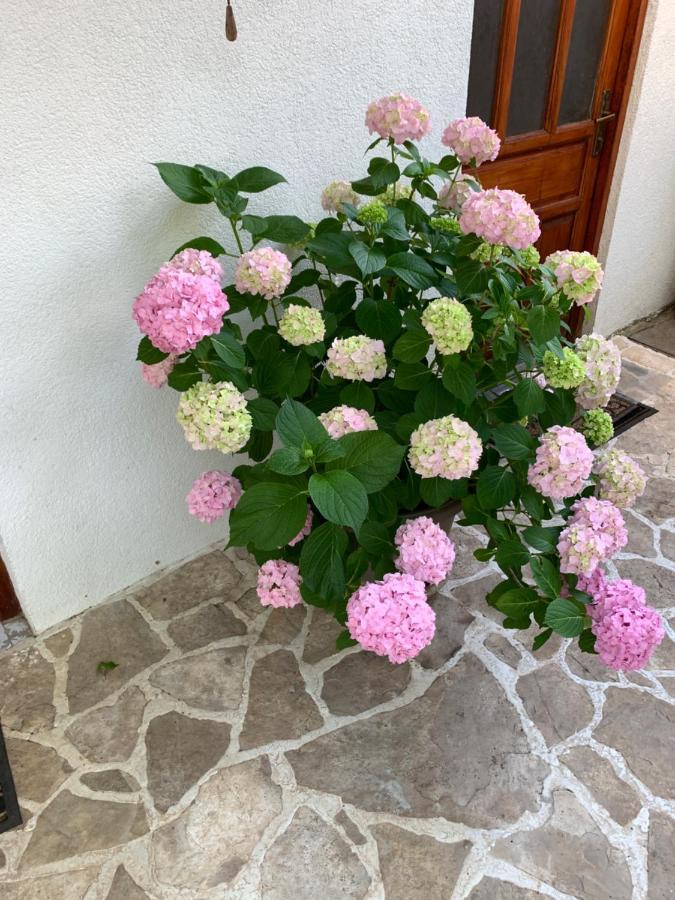 Casa Botanica Villa Blagaj Bagian luar foto